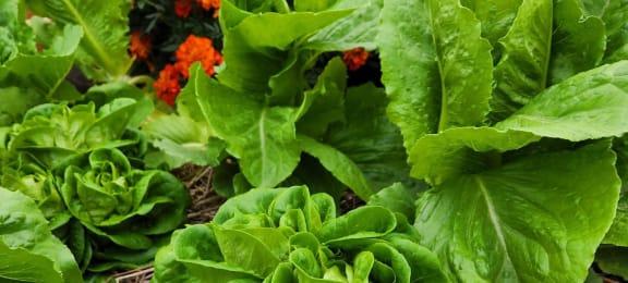 a garden bed with green lettuce and orange and yellow flowers